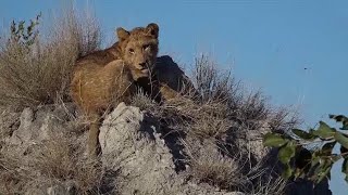 WE SafariLive- The 9 Nkuhuma lion cubs  and some hyena news.
