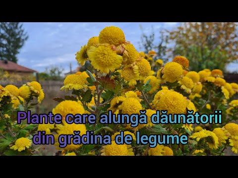 Plantele care alunga
