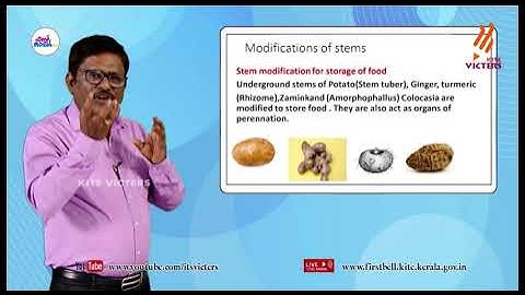 First Bell 2.0 Plus One Botany Class 16