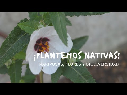 Video: Plantas nativas de jardín: cómo diseñar un jardín nativo