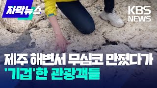 [자막뉴스] 제주 해변서 무심코 만졌다가 '기겁'한 관광객들 / KBS 2023.06.14.
