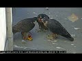 Cal Falcons, UC Berkeley_ JR. GRABS PREY FROM MOM, BUT SHE GETS IT BACK AND FEEDS THE KIDS 😅14/06