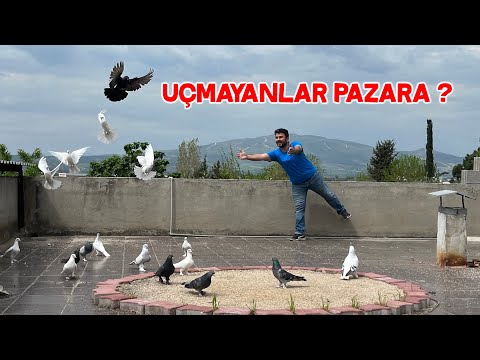 Yavru Taklacı Güvercinleri İlk Kez Uçurmaya Çalışıyorum