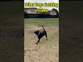 Other Dogs Catching Frisbee VS This Dog
