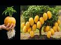 🥭How to grow beautiful super dwarf mango trees _ Mango propagation method