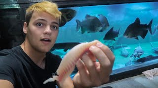 HAND FEEDING MASSIVE HOME AQUARIUMS!!!