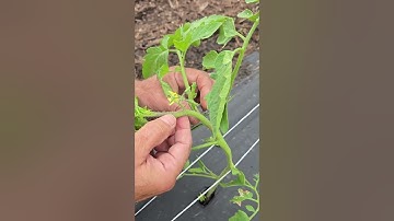 How To Grow More Tomatoes by Removing Suckers Part 1 of 2