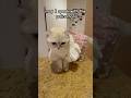 Kiki The Troublemaker ЁЯШН Kikicutekitty Searching Cops Policemen Firemen Funny Comedy Jokes Kiki The Troublemaker ЁЯШН Kikicutekitty Searching Cops Policemen Firemen Funny Comedy Jokes