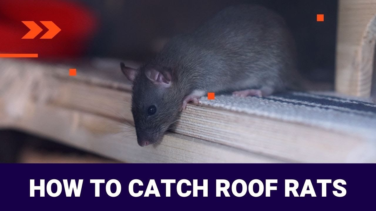 How to Get Rid of Roof Rats