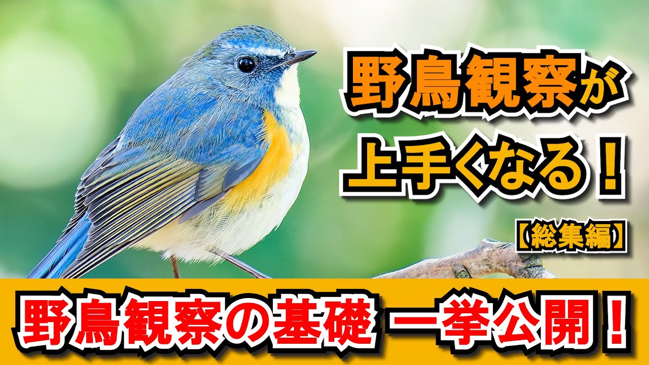 超有料級】野鳥観察の重要ポイント総まとめ！初心者が一気に上達する