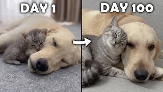 Rescued Tiny Kitten Grows Up Believing He’s a Big Dog | Day 1 to 100 Rescued Tiny Kitten Grows Up Believing He S A Big Dog Day 1 To 60