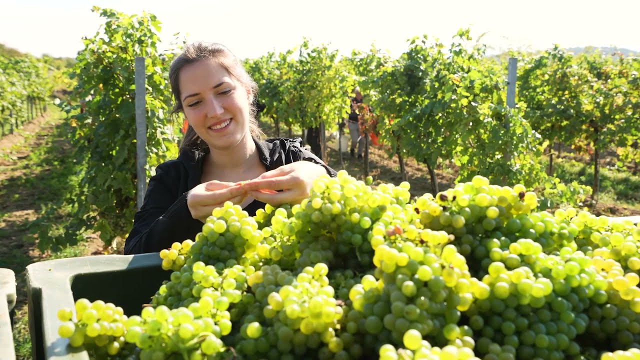 Winzerjahr | Weinlese