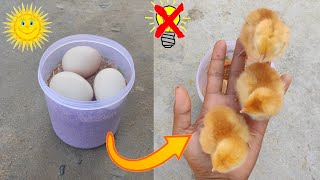 Sunlight incubator chicken egg real hatching 100%