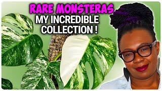 My Incredible Collection of STUNNING Monsteras - You Won't Believe Your Eyes! by The Leca Queen 2,580 views 2 weeks ago 13 minutes, 14 seconds