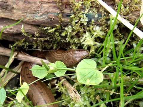 Веретеница ломкая колхидская (Anguis fragilis colchicus)