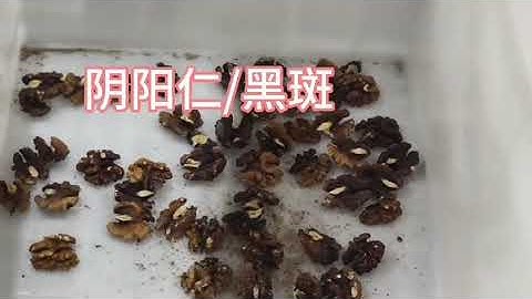 AMD Walnut kernel multi-level sorting/sorter machines