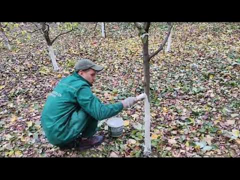 3 причины для побелки стволов плодовых деревьев - YouTube