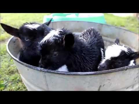 Triplet Baby Goats get a Bath