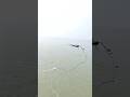 Big Shark Caught on Hook Using Special Bait #shark #fishing #fishingvideo #fishinglife #reels