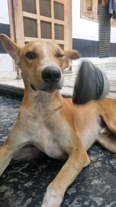 Chapple chor mil gaya #STREET DOG PLUTO #dog #HUMANITY - YouTube