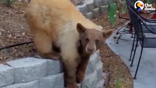 Lady Comes Home To Find A Bear In Her Yard | The Dodo