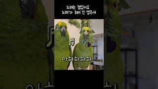 노래가 취미인 앵무새 말도 잘해요~ #talkingparrot #아랑이 #아마존앵무새