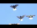 николаевские голуби | николаевские голуби агурбаша