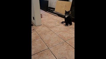 Cat reacts to catnip bubbles! #cat#catchannel #catlovers #catvideos #cutecat #cute #