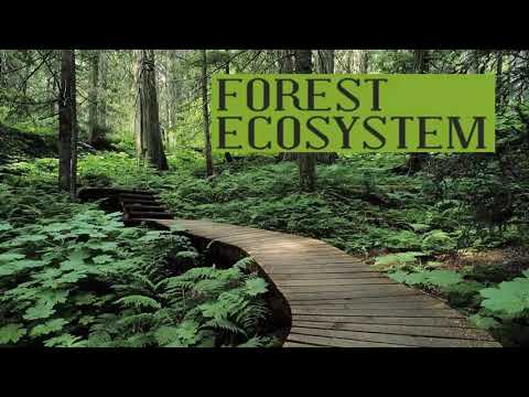 Forest Ecosystem | വന പരിസ്ഥിതി വ്യവസ്ഥ