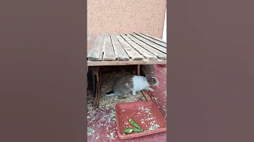 أرانب فوق السطح أرانب Rabbit 