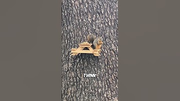 This squirrel got its own picnic table 🐿️💘 #shorts