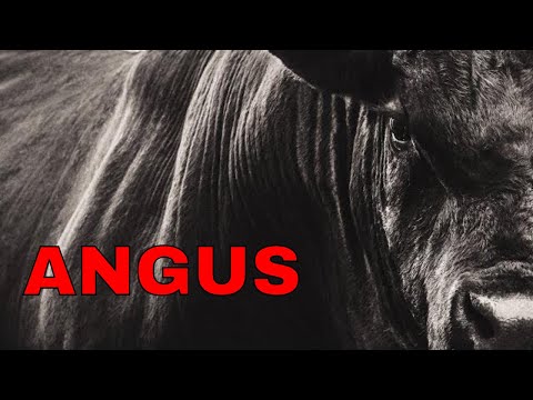 Video: Aberdeen Angus: Vlastnosti Plemena A Fotografie