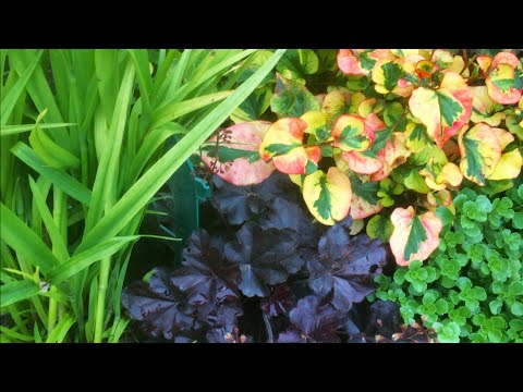 Vídeo: Azalea (Azalea), Selecció De Varietats, Condicions De Cultiu A Casa - 1