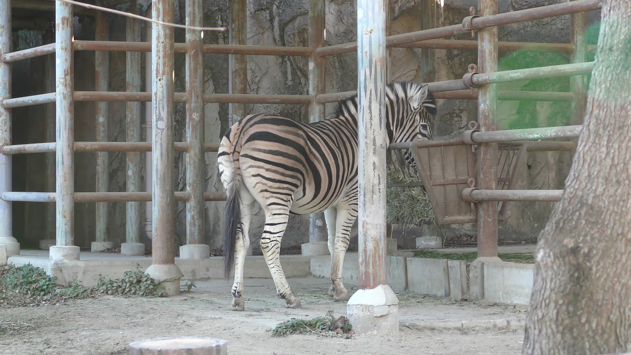 チャップマンシマウマ の ピース 東山動植物園 19年1月22日 Youtube