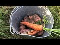 Dinner from our garden in Yakutia