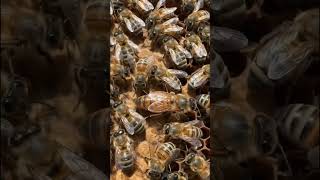 Inside the Hive: Queen Bee and Her Colony Up Close #bees #nature