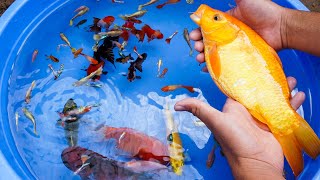 Carp Betta Goldfish Catfish Molly Guppy Swordtail Fish Perch Koi Cute animals Videos