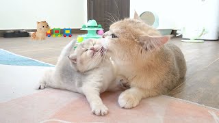 Top interesting life moments in a day of cat family  Moms taking care of each other's kittens