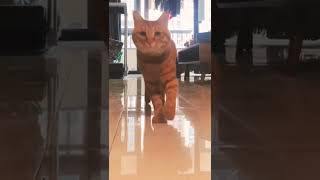 ballet cat looks like he loves to dance elegantly