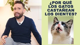 ¿Por qué los gatos castañean los dientes?