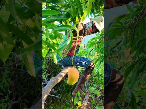 Mangoes Harvesting - Mangoes Eating on a Tropical island 🥭🥭