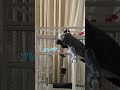 ヤバいよ‼️ヨウムのヒトちゃん