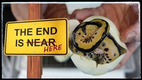 2020 Season Finale! Ending With a Bang! | Ballistic Pythons