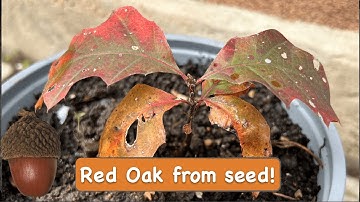 How to Grow a Red Oak Tree from an acorn [seed]