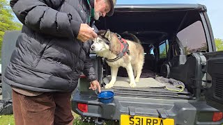 Old Husky Loves These Special Moments
