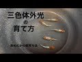 三色体外光の体外光を簡単に引きだす方法　作り方　＠楽めだか