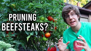 *PROOF* Pruning Beefsteak Tomatoes is Not Necessary