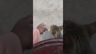 Cat Eating Biscuit