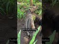 Fadinha the anteater, returns to the wild | #wildlife  #goodnews