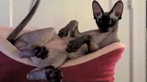 Video 11824841: sphynx, cat